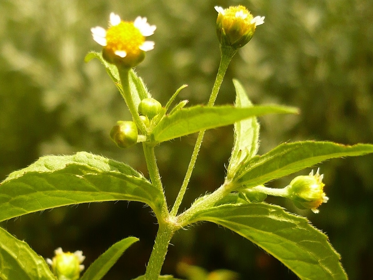 Galinsoga parviflora (Asteraceae)